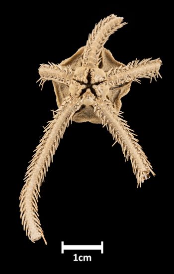 Media type: image;   Invertebrate Zoology OPH-1111 Aspect: ventral